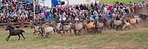 Herd of wild / feral Dulmen ponies (Equus caballus) run into enclosure where men will try to separate the colts from the herd during the annual round-up held on the Duke of Croy's estate, Meerfelder B...