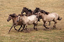 Wild / feral Dulmen ponies (Equus caballus) mares and foals running on the Duke of Croy's estate, Meerfelder Bruch, North Rhine-Westphalia, Germany, May 2011