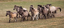 Wild / feral Dulmen ponies (Equus caballus) herd of mares and foals running on the Duke of Croy's estate, Meerfelder Bruch, North Rhine-Westphalia, Germany, May 2011