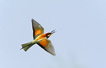 European Bee-eater (Merops apiaster) catching a bee in flight. Israel, May. Magic Moments book plate, page 60.