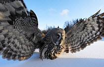 Great Grey Owl (Strix nebulosa) on snow with wings spread. Raahe, Finland, March. Magic Moments book plate, page 76.