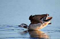 Long-tailed Duck (Clangula hyemalis) female slipping over on ice after landing. Finland, January. Magic Moments book plate, page 101.