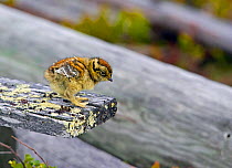 Ptarmigan (Lagopus mutus) chick on lichen covered wood. Ivalo, Finland, June. Magic Moments book plate, page 136.