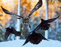 Golden Eagle (Aquila chrysaetos) chasing Ravens (Corvus corax) above snow. Utajsrvi, Finland, January. Magic Moments book plate, page 134.