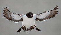 Razorbill (Alca torda) coming in to land. Norway, March. Magic Moments book plate, page 106-107.