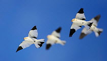 Four Snow Bunting (Plectrophenax nivalis) in flight. Helsinki, Finland, March. Magic Moments book plate, page 122-123.