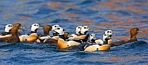 Steller's Eider (Polysticta stelleri) males and females on water. Norway, March. Magic Moments book plate, page 130-131.