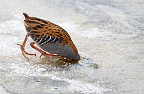 Water Rail (Rallus aquaticus) foraging through a hole in ice. Finland, January. Magic Moments book plate, page 141.