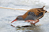 Water Rail (Rallus aquaticus) foraging at a hole in ice. Finland, January. Magic Moments book plate, page 140.