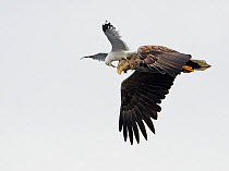 White-tailed Sea Eagle (Haliaeetus albicilla) being attacked by a Common Gull (Larus canus) in flight. Norway, July. Magic Moments book plate, page 51.
