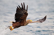 White-tailed Eagle (Haliaeetus albicilla) with a fish (surplus catch) taken from the sea surface. Norway, July. Magic Moments book plate, page 62.