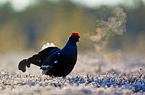 Black Grouse (Tetrao tetrix) at a frosty lek with breath visible. Liminka, Finland, April. Magic Moments book plate, page 9.
