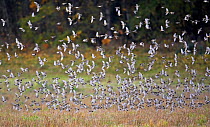 Flock of Brambling (Fringilla montifringilla) taking flight. Helsinki, Finland, October. Magic Moments book plate, page 129.