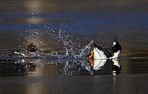 Goldeneye (Bucephala clangula) male (right) displaying to a female on water. Porvoo, Finland, April. Magic Moments book plate, page 11.