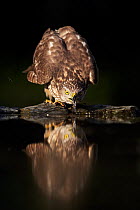 Goshawk (Accipiter gentilis) drinking water from a pool. Hungary, May. Magic Moments book plate, page 43.