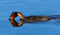Great Crested Grebe (Podiceps cristatus) about to dive. Hornborgasjs, Sweden, April. Magic Moments book plate, page 58.