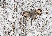 Great Grey Owl (Strix nebulosa) flying through snow-covered branches. Raahe, Finland, March. Magic Moments book plate, page 77.