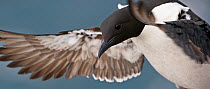 Guillemot (Uria aalge) landing. Norway, July. Magic Moments book plate, page 152-153.