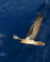 Bearded vulture (Gypaetus barbatus) adult in flight. Spain, November. Magic Moments book plate, page 115.