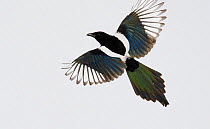 European Magpie (Pica pica) in flight with feather irridescence visible. Kuusamo, Finland, April. Magic Moments book plate, page 120.