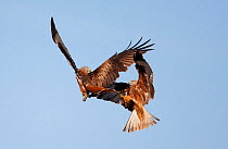 Red Kites (Milvus milvus) fighting over caught prey in flight. Spain, November. Magic Moments book plate, page 49.