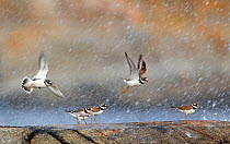 Ringed Plover (Charadrius hiaticula) adult and juveniles. Finland, August. Magic Moments book plate, page 143.