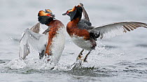 Slavonian / Horned Grebe (Podiceps auritus) males fighting on water. Finland, May. Magic Moments book plate, page 48.