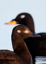 Velvet Scoter (Melanitta fusca) female (foreground) and male on water. Finland, May. Magic Moments book plate, page 150.