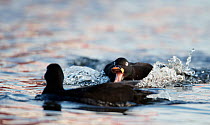 Velvet Scoter (Melanitta fusca) males fighting on water. Finland, May. Magic Moments book plate, page 19.