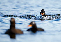 Velvet Scoter (Melanitta fusca) male approaching other birds on water. Finland, May. Magic Moments book plate, page 18.