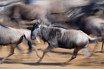 Herd of Wildebeest (Connochaetes taurinus) running, migration, Masai Mara reserve, Kenya, July