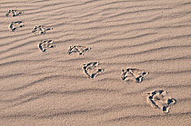Footprints of Common Eider (Somateria mollissima) on sand, Helgoland, Germany, May