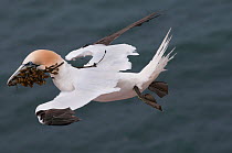Northern gannet (Morus bassanus) stalling in flight carrying seaweed for nest in beak, Helgoland, Germany, May