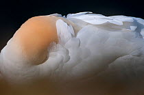 Northern Gannet (Morus bassanus) resting with head tucked under wing, Helgoland, Germany, May May