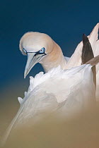 Northern Gannet (Morus bassanus) looking over another gannet, Helgoland, Germany, May May
