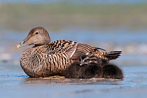 Common Eider (Somateria mollissima) female with chicks on beach, Helgoland, Germany, May