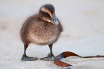 Common Eider (Somateria mollissima) chick on beach, Helgoland, Germany, May