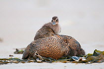 Common Eider (Somateria mollissima) female with chicks on beach, Helgoland, Germany, May