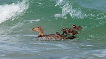 Common Eider (Somateria mollissima) female with chicks on water in waves, Helgoland, Germany, May