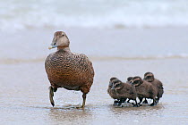 Common Eider (Somateria mollissima) female with chicks walking up beach from water, Helgoland, Germany, May