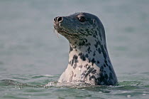Grey Seal (Halichoerus grypus) watching from the water, Helgoland, Germany, May