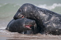 Two Grey seals (Halichoerus grypus) play-fighting in surf, Helgoland, Germany, May