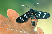 Nine spotted moth (Amata phegea), Brasschaat, Belgium. June