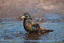 Common starling (Sturnus vulgaris) bathing, Kapellen, Belgium, April