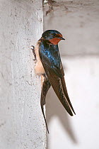 Barn swallow (Hirundo rustica) juvenile perching on vertical wall, Kapellen, Belgium, June