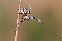 Orb weaver spider (Larinioides cornutus) building web, Brasschaat, Belgium, April