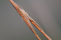 Spider (Tibellus oblongus) camouflaged on twig, Brasschaat, Belgium, May