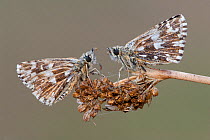 Two Grizzled skipper butterflies (Pyrgus malvae) facing each other on seed head, Brasschaat, Belgium, April