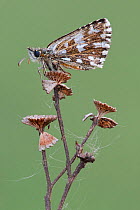 Grizzled skipper butterfly (Pyrgus malvae) resting on plant seedheads, Brasschaat, Belgium, April