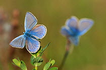 Common blue butterflies (Polyommatus icarus) resting on plants, Brasschaat, Belgium, May
